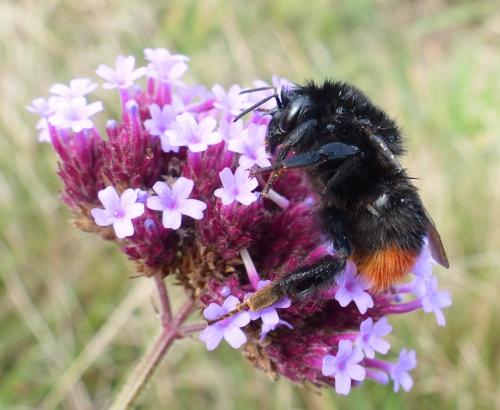 Réf. 214 990 : Bombus lapidarius